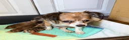 Chihuahua dogs for sale: Chihuahua 2 - Ad 19