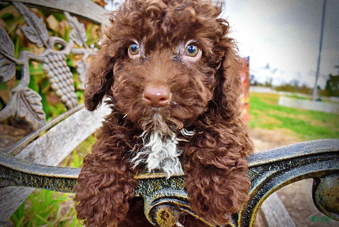 Havapoo dogs for sale: Muppet - Ad 6