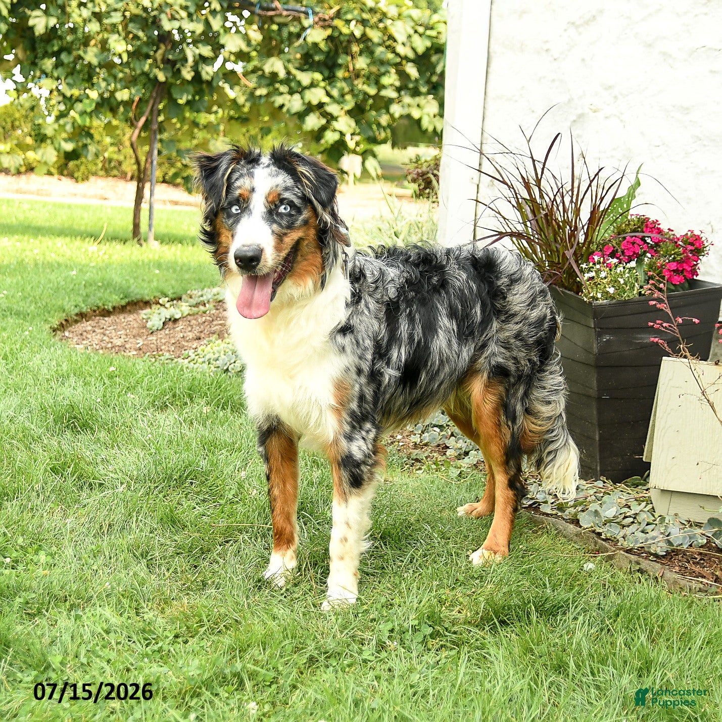 Australian Shepherd dogs Ace - Ad 2