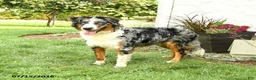 Australian Shepherd dogs for sale: Ace - Ad 2