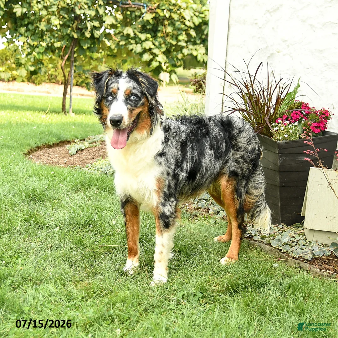 Australian Shepherd dogs for sale: Ace - Ad 2