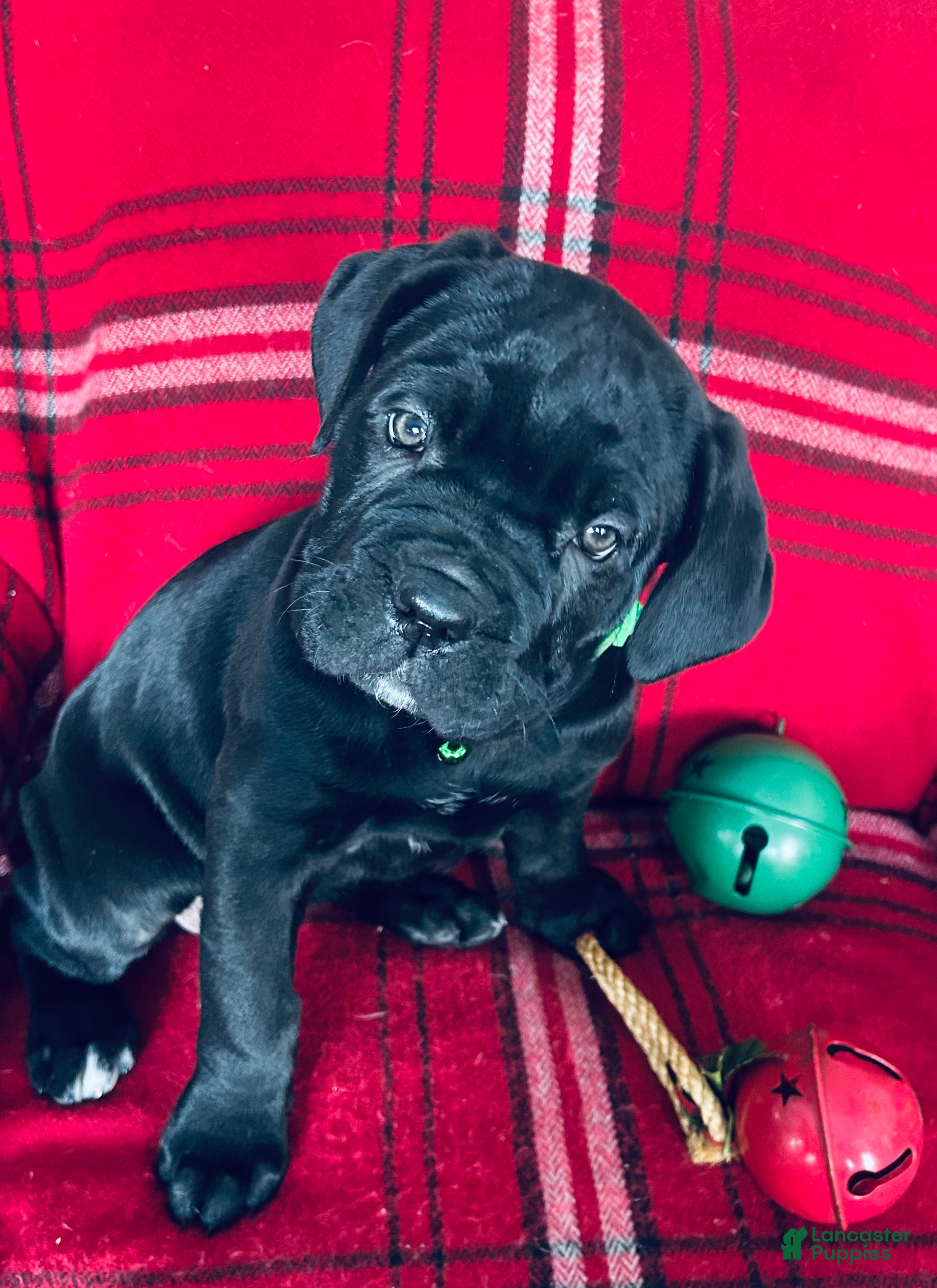 Cane Corso dogs Cane Corso Puppy 1 - Ad 2
