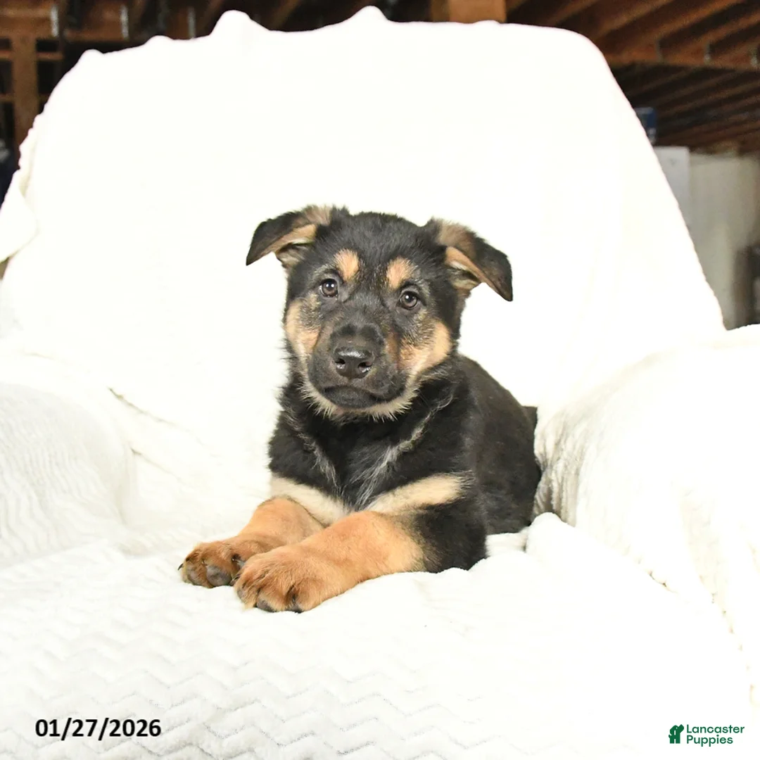 German Shepherd dogs for sale: Titan - Ad 2