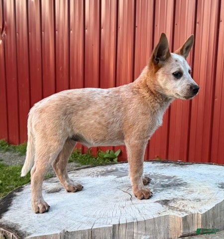 Australian Cattle Dog dogs for sale: Topeka Rose_Female - Ad 4