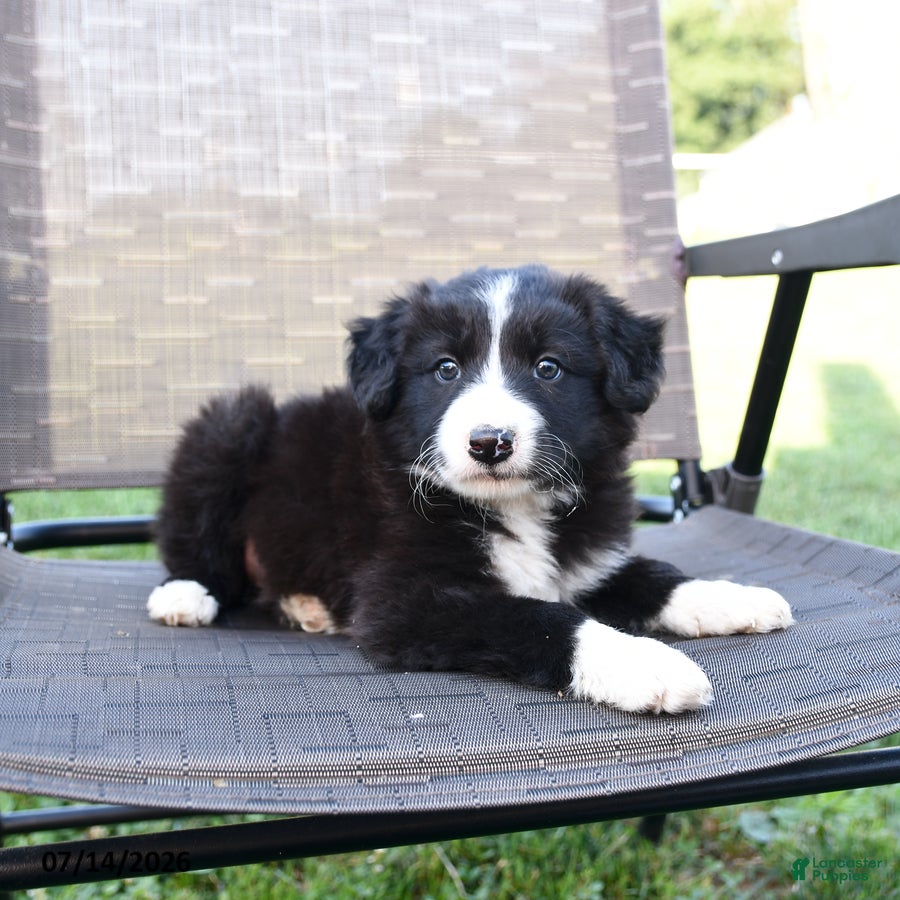 Border Collie dogs Tisha - Ad 2