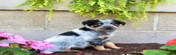 Australian Cattle Dog dogs for sale: Bella - Ad 3