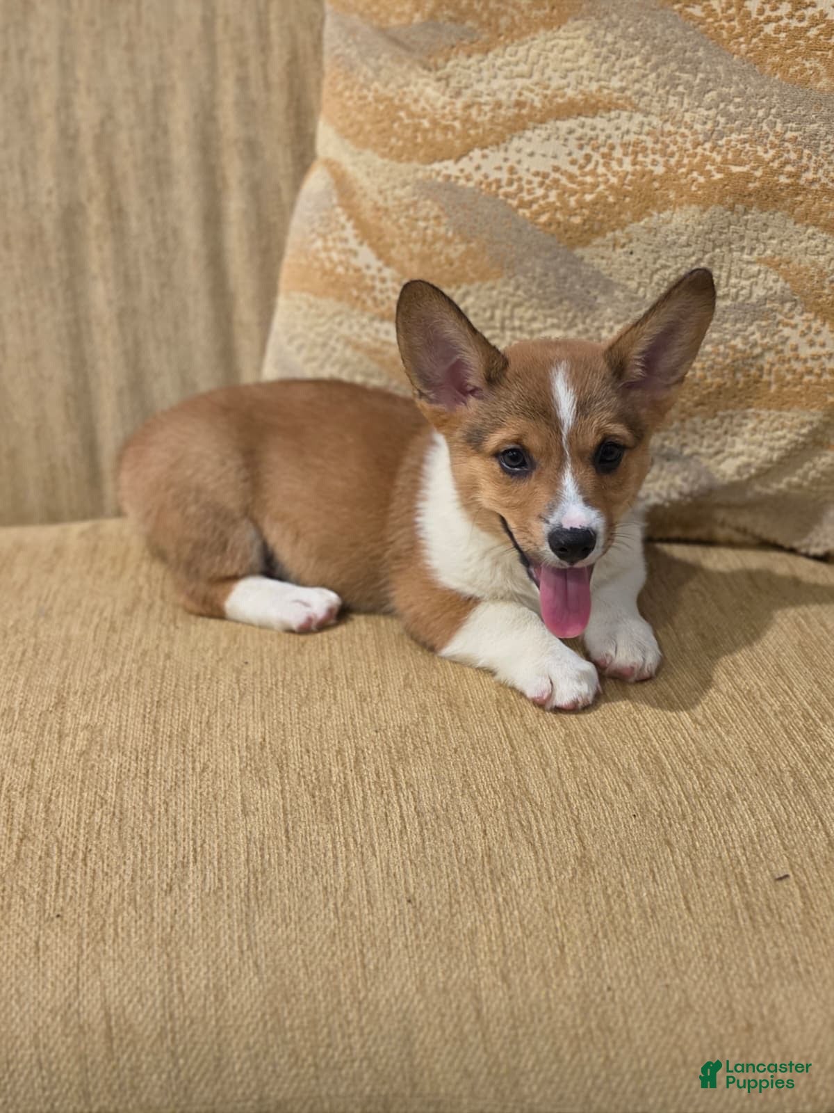 Welsh Corgi Pembroke dogs Welsh Corgi Pembroke 1 - Ad 2