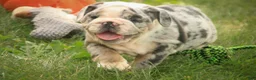 English Bulldog dogs for sale: Seth English Bulldog  - Ad 7