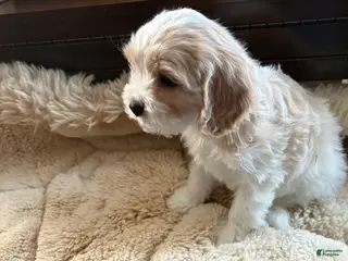 Cavachon dogs Cavachon Puppy 4 - Ad 29