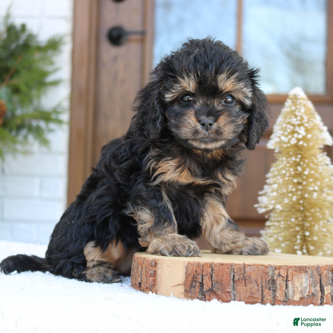 Cavapoo dogs for sale: Daisy  - Ad 4