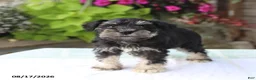Miniature Schnauzer dogs for sale: Paxton - Ad 4
