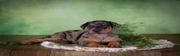 Mixed Breed dogs for sale: Marley - Ad 3