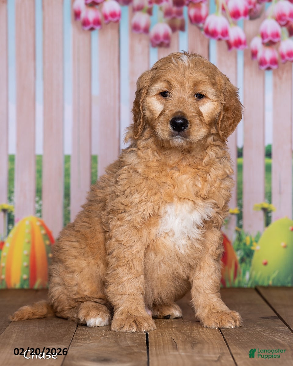 Goldendoodle dogs Chase - Ad 2