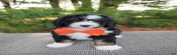 Bernedoodle dogs for sale: Zeke - Ad 4