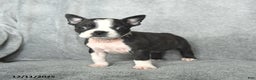 Boston Terrier dogs for sale: Skylar - Ad 4
