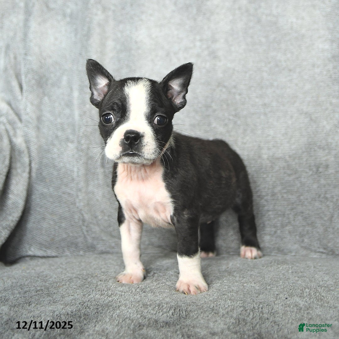 Boston Terrier dogs for sale: Skylar - Ad 4