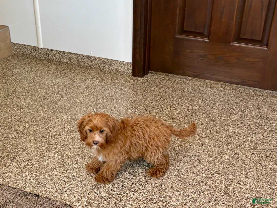 Cockapoo dogs for sale: Cockapoo female 1 - Ad 10