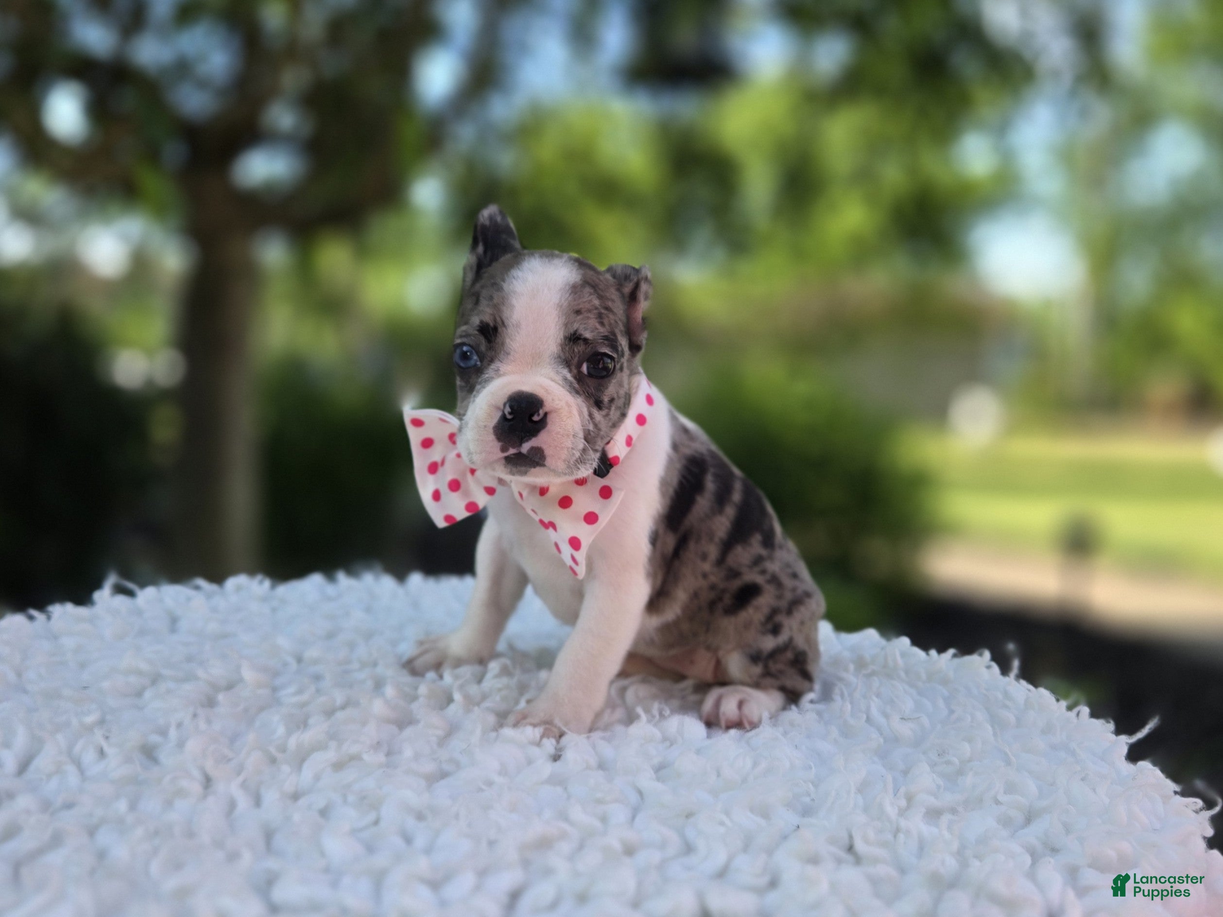 Boston Terrier dogs Dolly - Ad 2