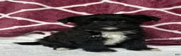 Yochon dogs for sale: Teddy - Ad 6