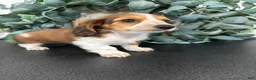 Miniature Dachshund dogs for sale: Dixie - Ad 9