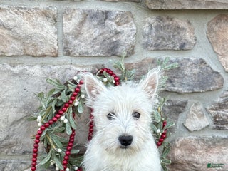 West Highland Terrier dogs Flower - Ad 4
