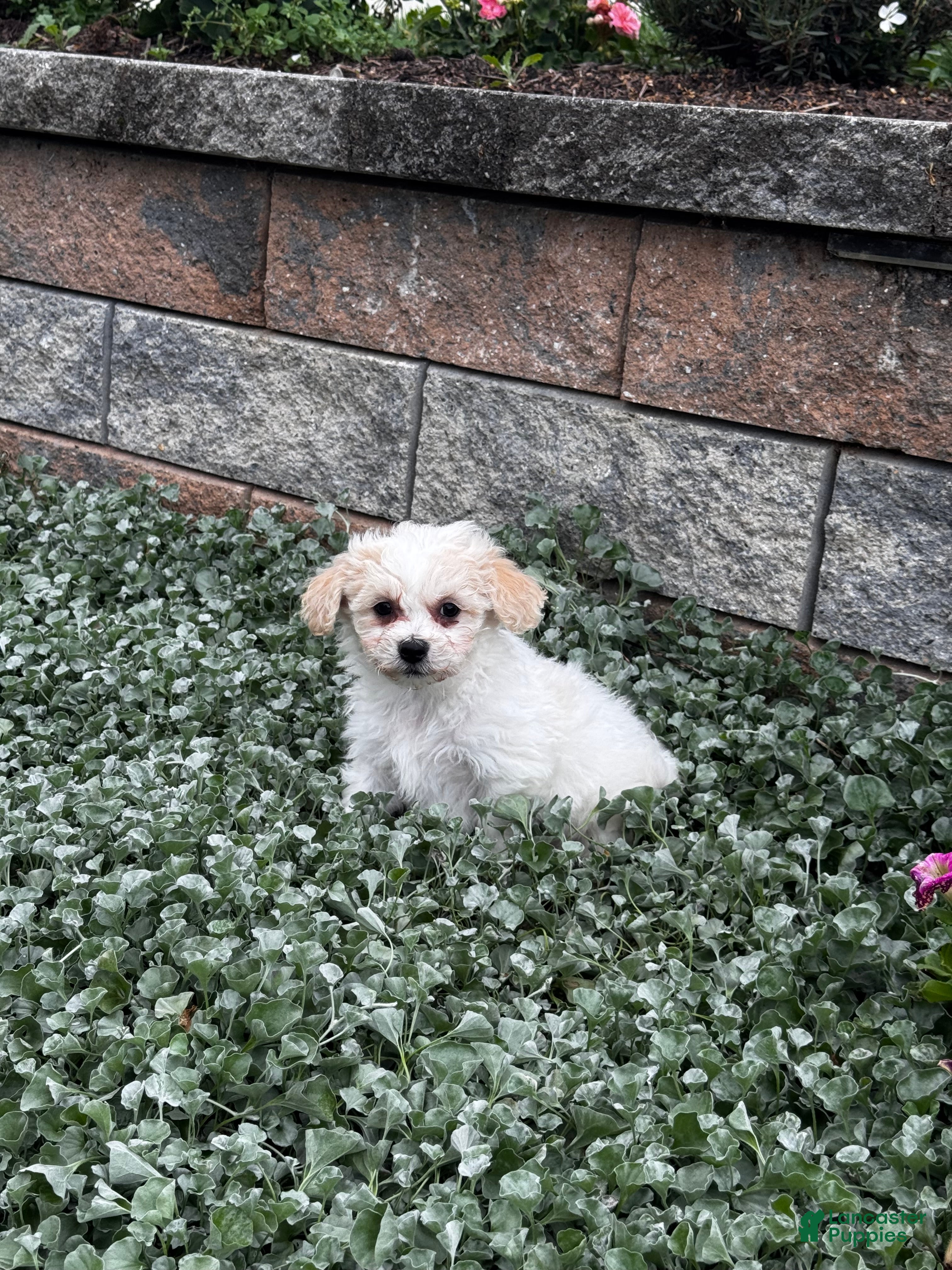 Teddy Bear dogs for sale: Joey - Ad 4