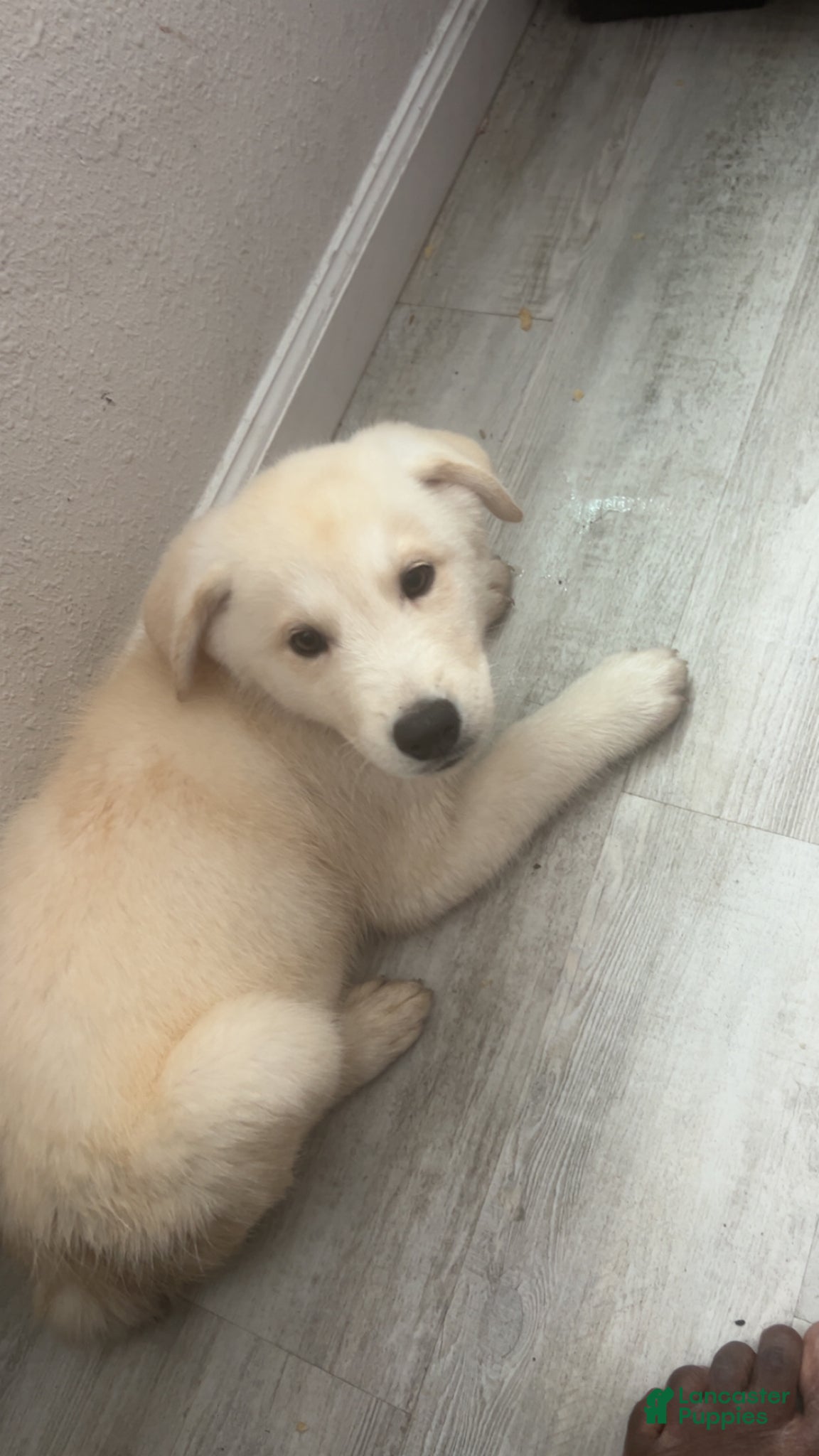 Siberian Husky dogs Siberian Husky Puppy 1 - Ad 6