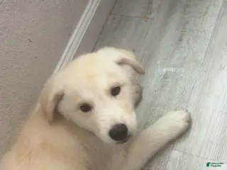 Siberian Husky dogs Siberian Husky Puppy 1 - Ad 6