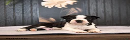 Boston Terrier dogs for sale: Patches - Ad 3