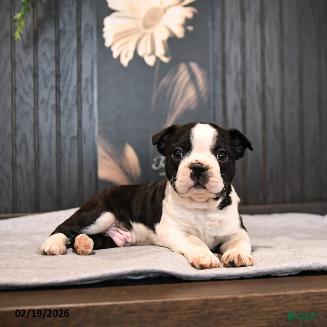 Boston Terrier dogs for sale: Patches - Ad 3