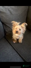 Laila