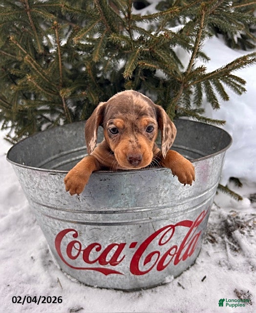 Miniature Dachshund dogs Cassidy - Ad 2