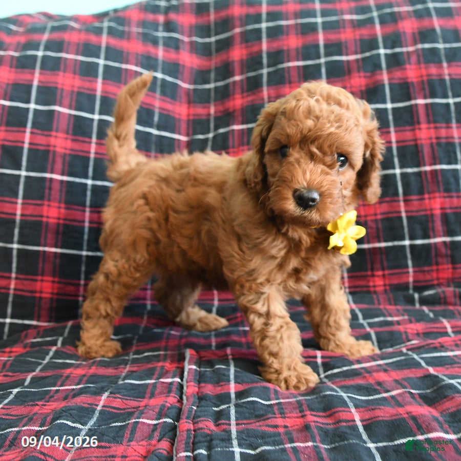 Cockapoo dogs Bear - Ad 2
