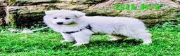 German Shepherd dogs for sale: SILKY!! LONCOAT!! - Ad 4