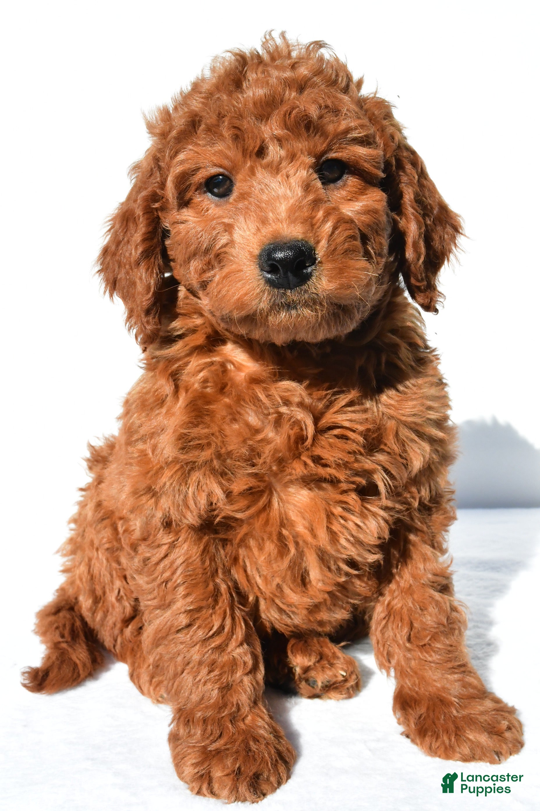 Mini Goldendoodle dogs Rusty - Ad 1