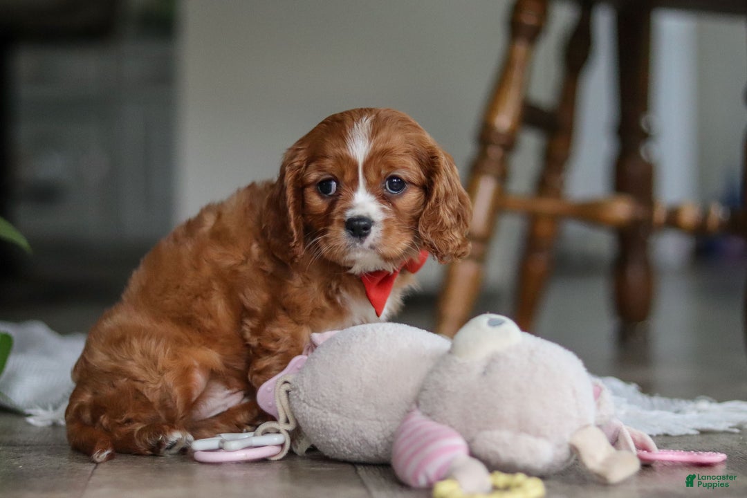 Cavalier King Charles Spaniel dogs for sale: Charlie - Ad 4