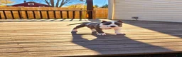 American Bully dogs for sale: 9x Kennels Marilyn Monroe  - Ad 5