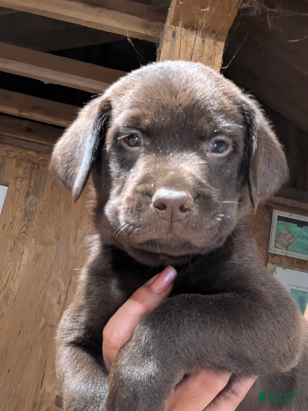 Labrador Retriever dogs Labrador Retriever Girl 2 - Ad 6
