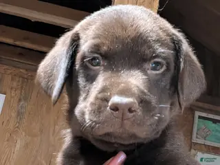 Labrador Retriever dogs Labrador Retriever Girl 2 - Ad 6