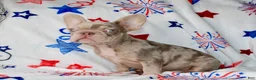 French Bulldog dogs for sale: Ace - Ad 2