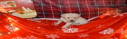 Labrador Retriever dogs for sale: Bud - Ad 1
