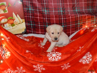 Labrador Retriever dogs Bud - Ad 22