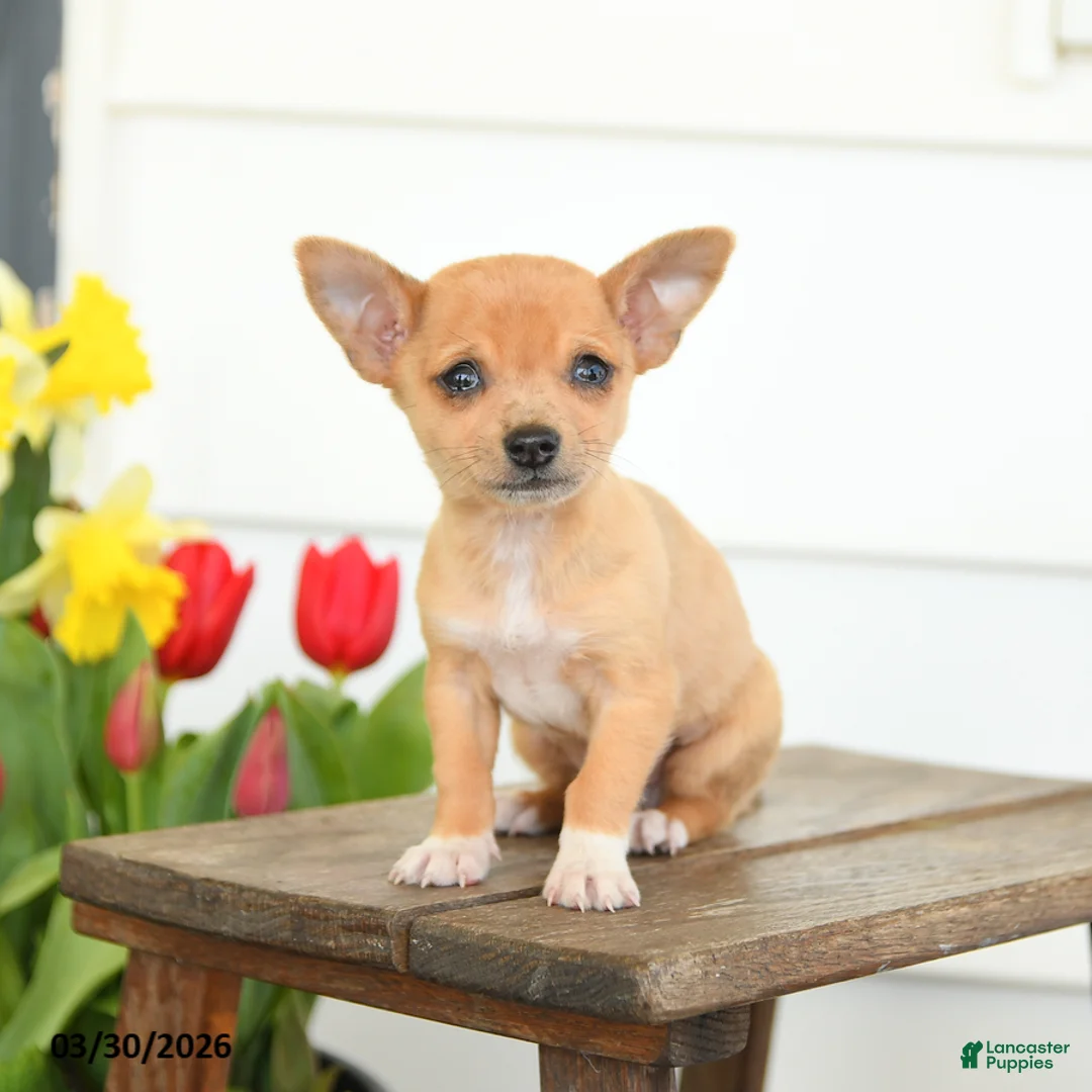 Chihuahua dogs for sale: Buster - Ad 1