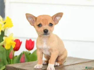 Chihuahua dogs for sale: Buster - Ad 3