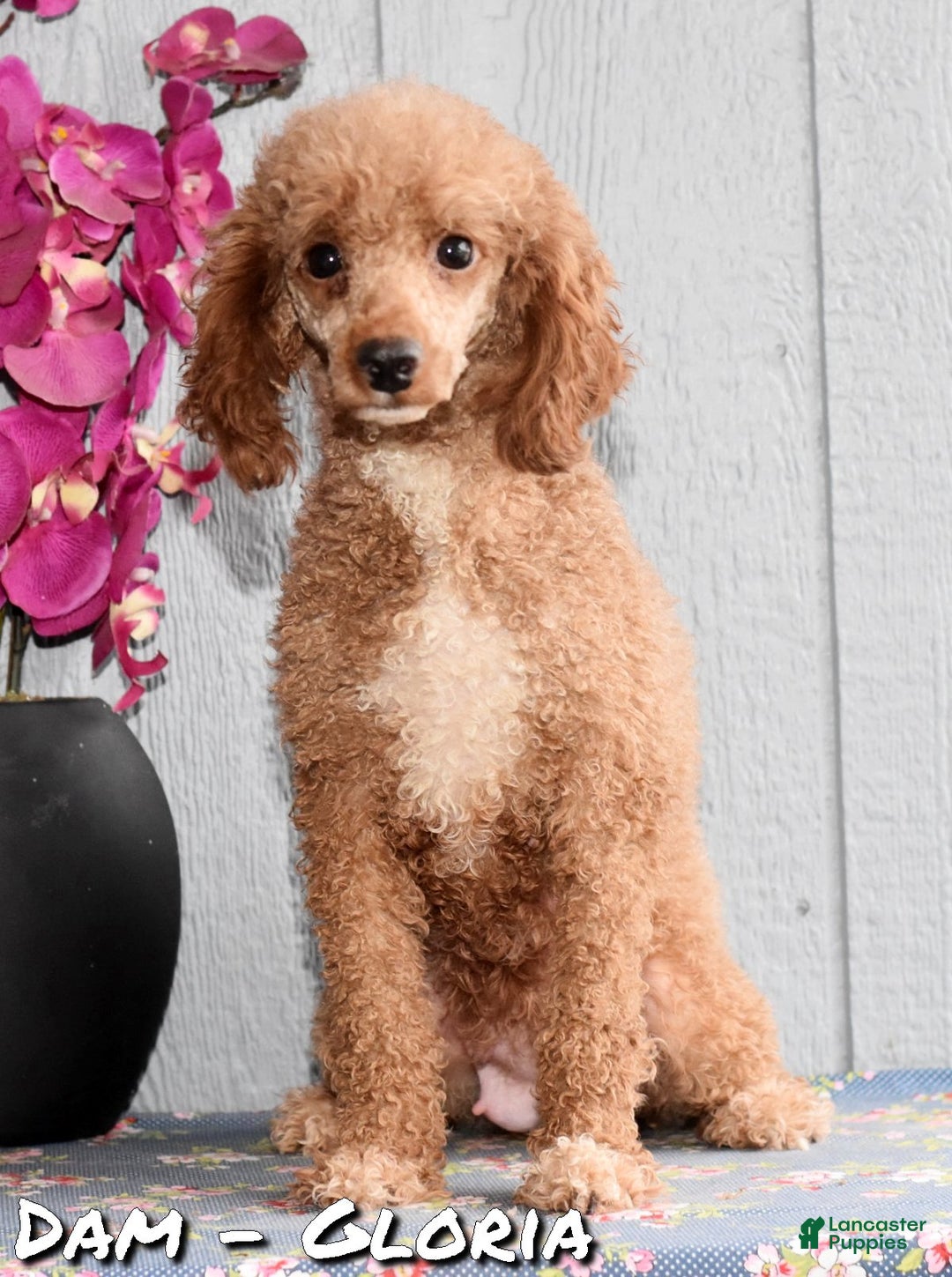 Miniature Poodle dogs for sale: Gracie - Ad 7