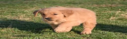 Golden Retriever dogs for sale: Daisy     Genetic/OFA - Ad 8