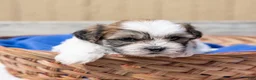 Teddy Bear dogs for sale: Maple - Ad 3