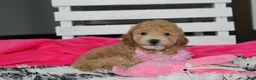 Bichpoo dogs for sale: Kallista  - Ad 7