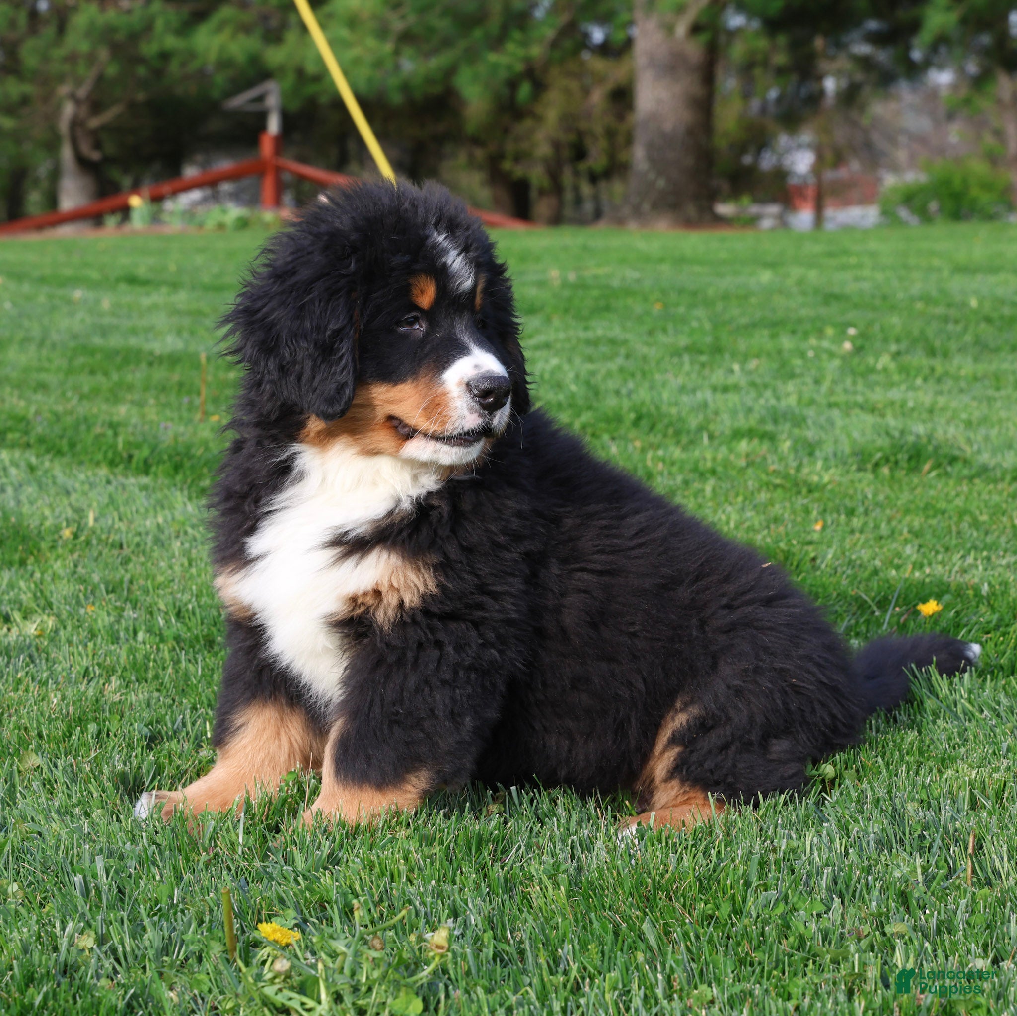 Bernese Mountain Dog dogs Rhett - Ad 2