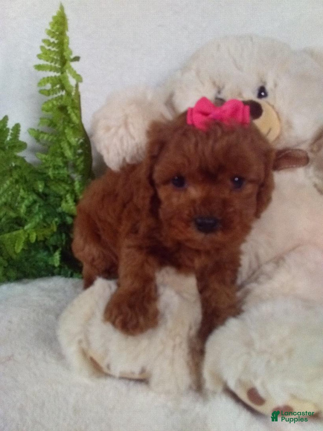Cavapoo dogs for sale: Jana - Ad 2